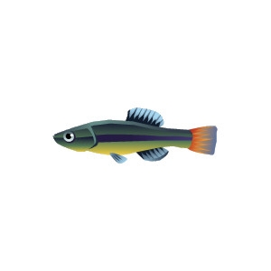 Bluefin Killifish